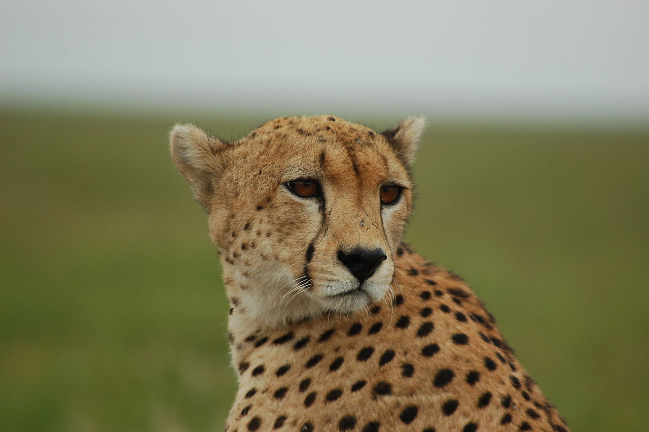 Gepard in der Serengeti (c) Joachim Huber CC BY SA 2.0